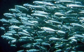 A school of Pacific sardines